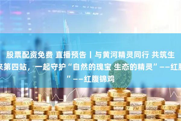 股票配资免费 直播预告丨与黄河精灵同行 共筑生态未来第四站，一起守护“自然的瑰宝 生态的精灵”——红腹锦鸡